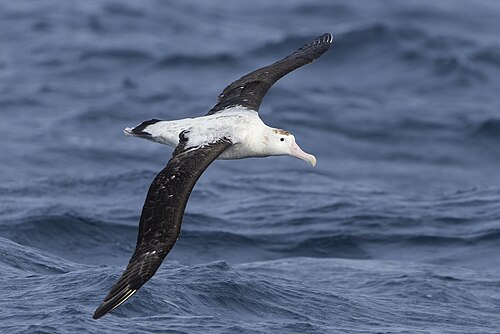 Antipodean albatross